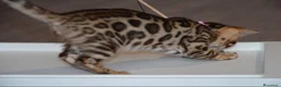 Bengala gatti in vendita: Bellissimi cuccioli di bengala - Annuncio 7