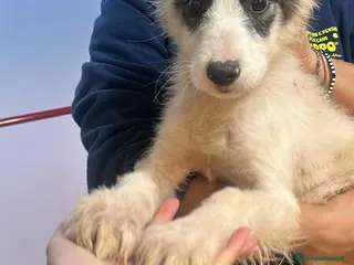 Meticcio cani Niko, dolcissimo cucciolo cerca casa - Annuncio 15