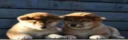 Shiba Inu cani in vendita: Cuccioli SHIBA INU  - Annuncio 15