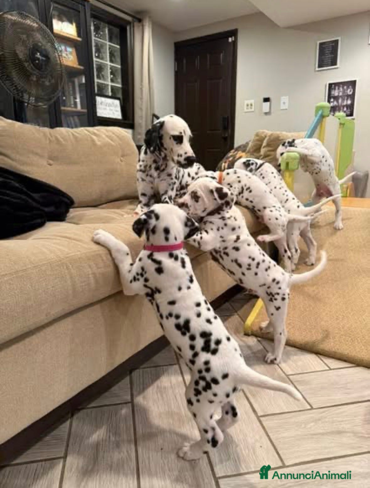 Dalmata cani Cuccioli di dalmata disponibili  - Annuncio 1