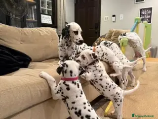 Dalmata cani Cuccioli di dalmata disponibili - Annuncio 1