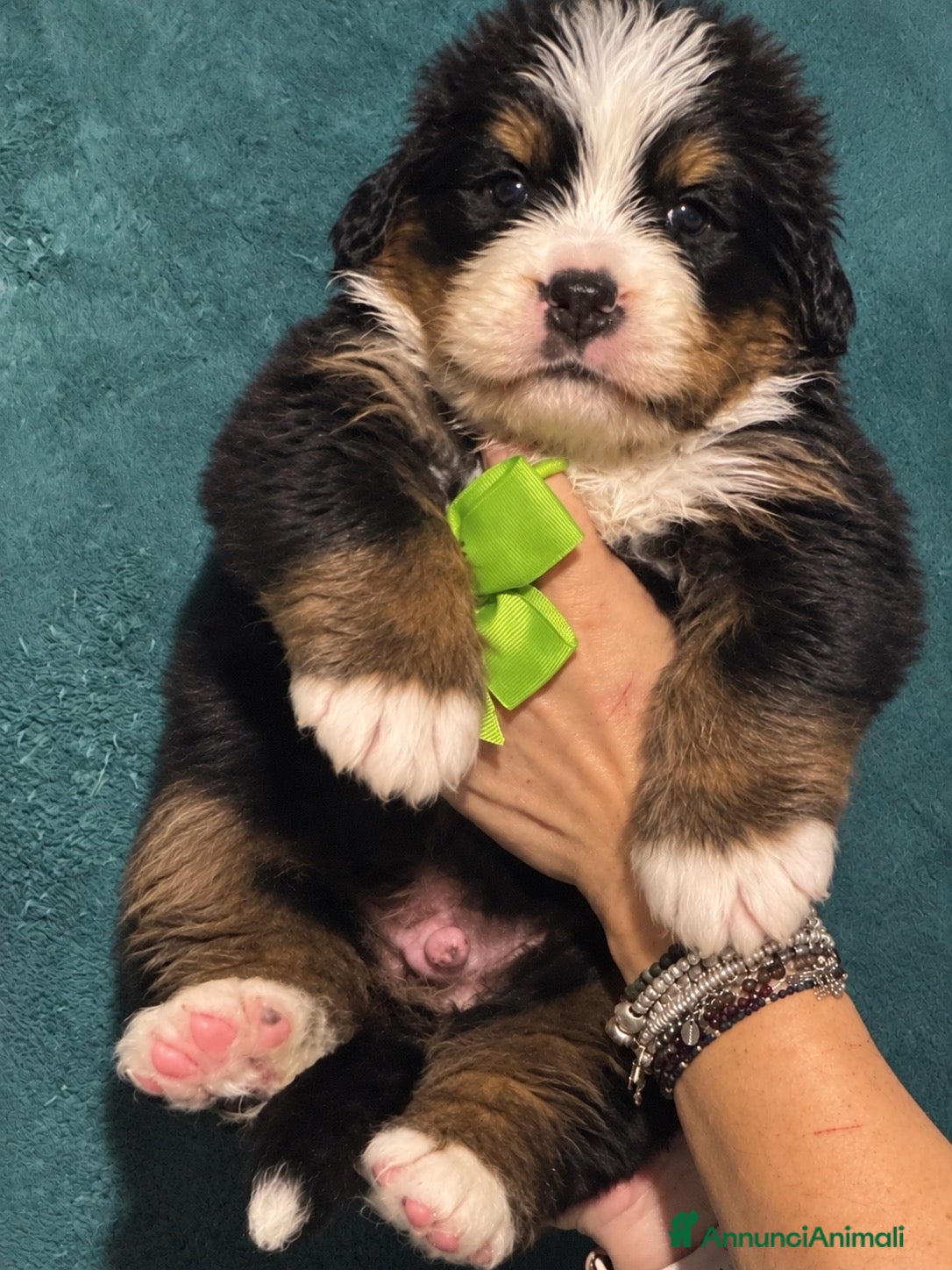 Bovaro del Bernese cani Disponibili Cuccioli con pedigree di - Annuncio 1