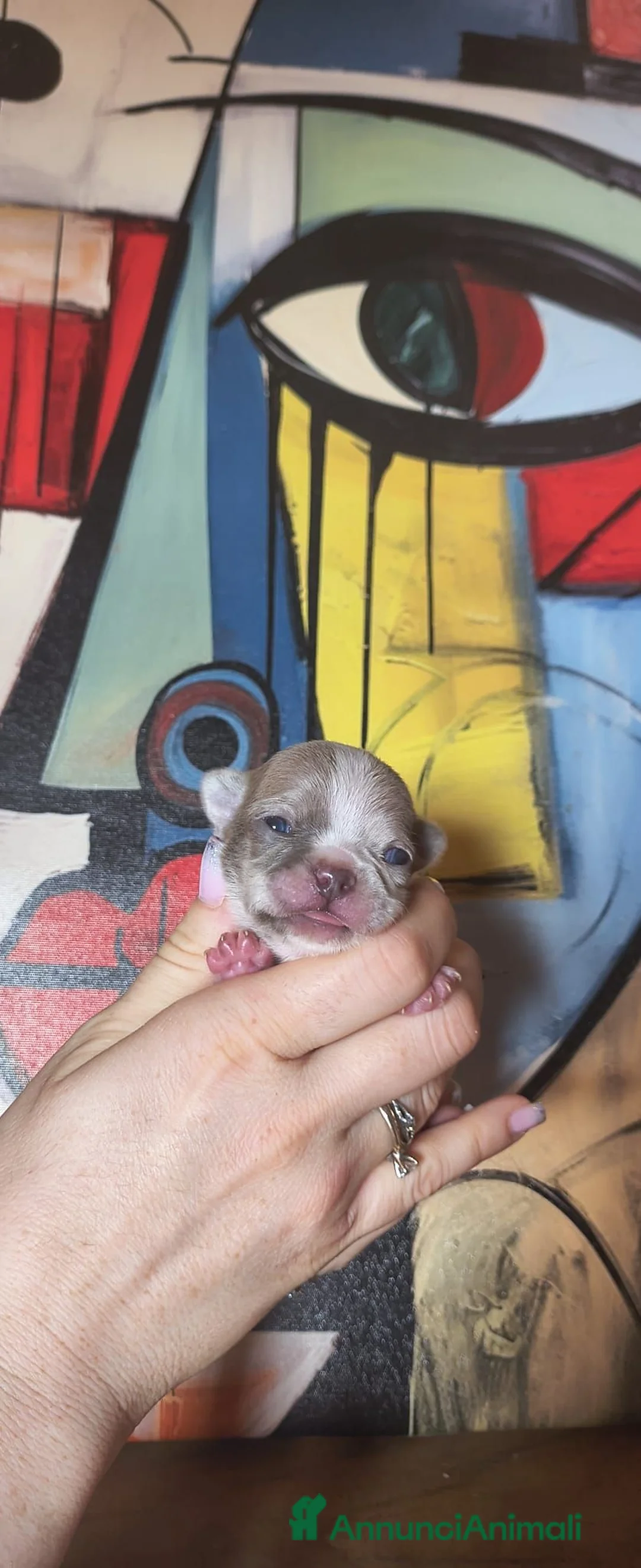 Chihuahua cani in vendita: CHIHUAHUA MASCHIETTO  a Città Metropolitana di Torino - Annuncio 1