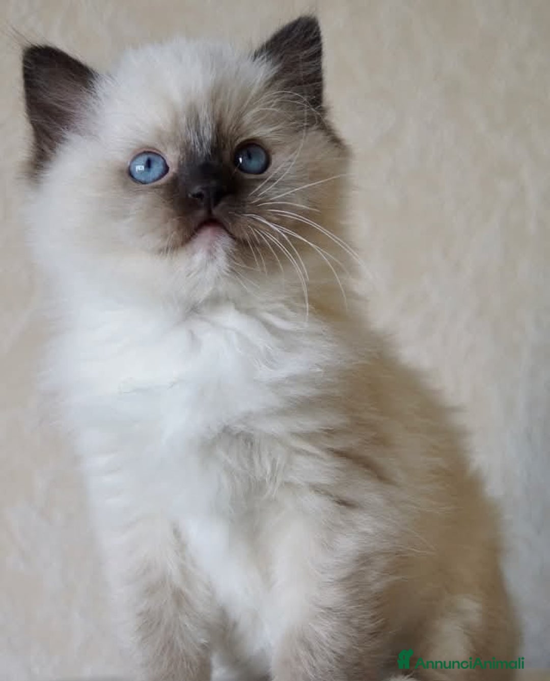 Ragdoll gatti in vendita: Cuccioli di ragdoll - Annuncio 4