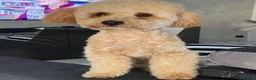 Barboncino Toy cani in vendita: Barboncini toy  - Annuncio 1