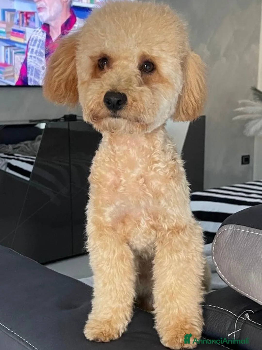 Barboncino Toy cani in vendita: Barboncini toy  - Annuncio 1