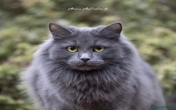 Siberiano gatti in vendita: 3 gioielli siberiani black silver - Immagine 6