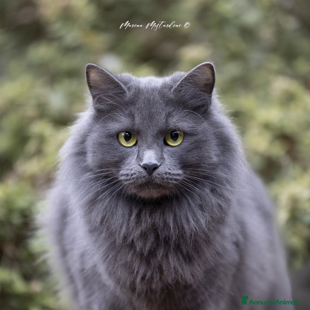 Siberiano gatti in vendita: 3 gioielli siberiani black silver - Immagine 6