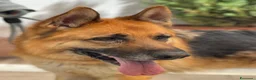 Pastore Tedesco cani in regalo: RAMOS PASTORE TEDESCO - Annuncio 3