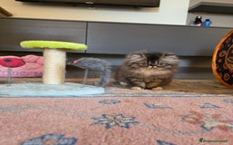 Persiano gatti in vendita: Gattini persiani a Provincia di Padova - Immagine 2