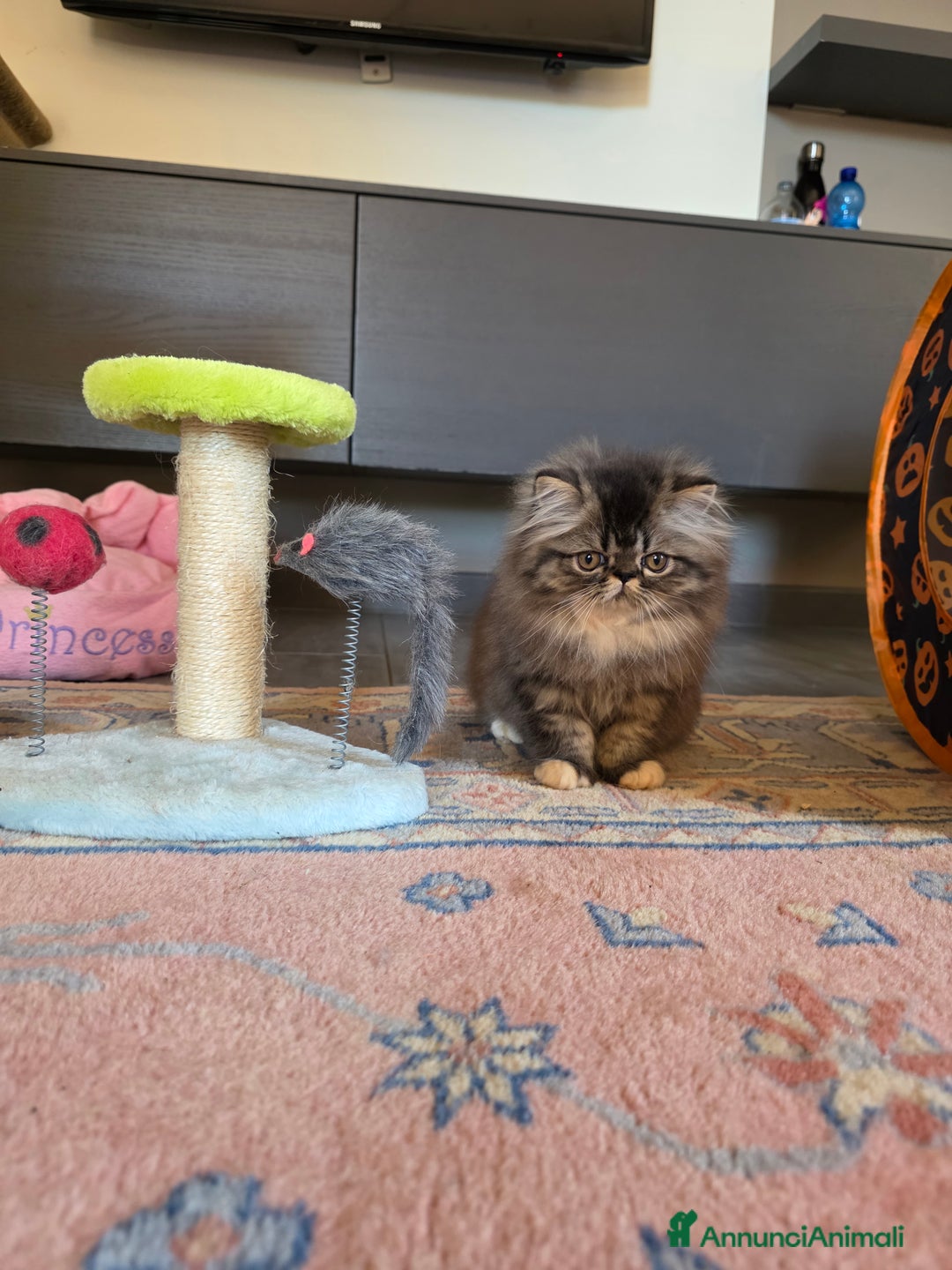 Persiano gatti in vendita: Gattini persiani a Provincia di Padova - Immagine 2