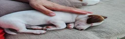 Jack Russell cani in vendita: ULTIMI DUE CUCCIOLI - Annuncio 8