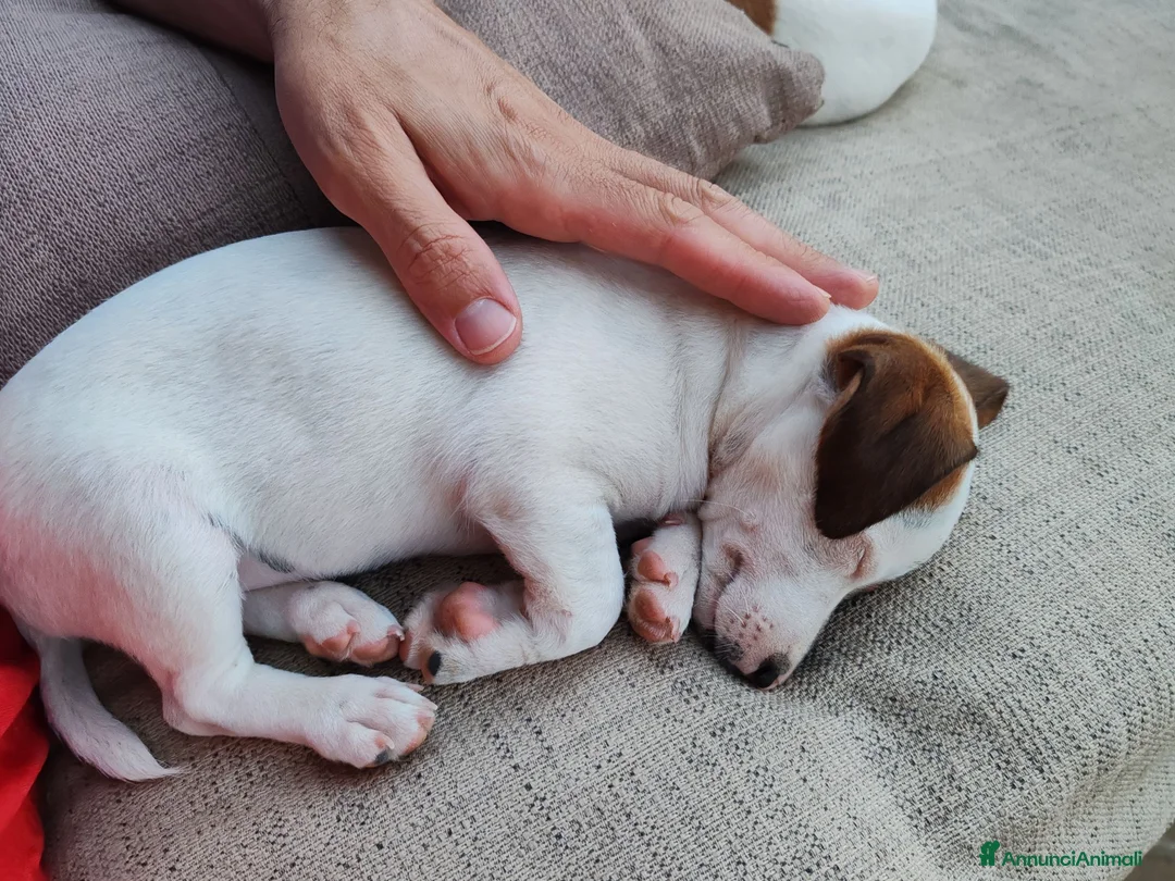 Jack Russell cani in vendita: ULTIMI DUE CUCCIOLI - Annuncio 8