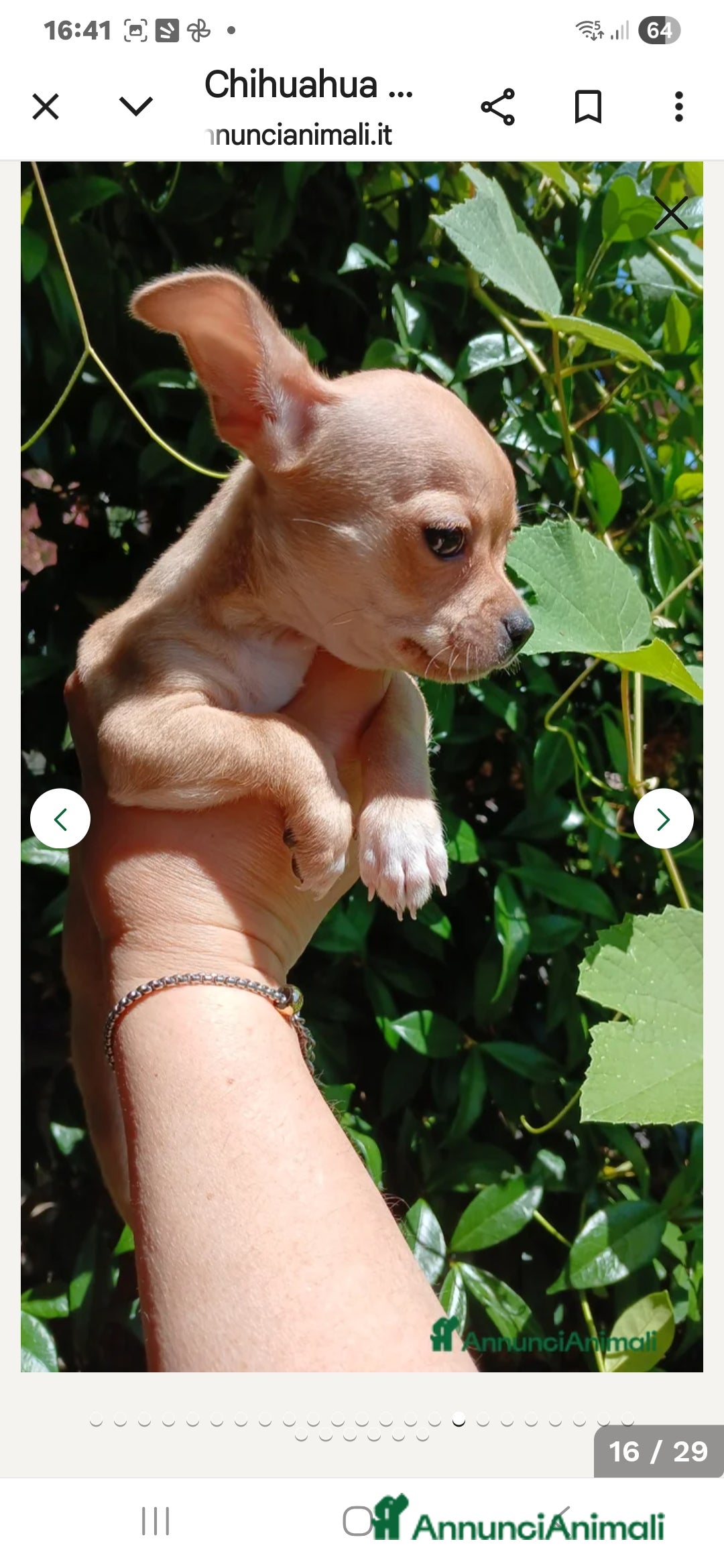 Chihuahua cani in vendita: Cuccioli chihuahua - Annuncio 25