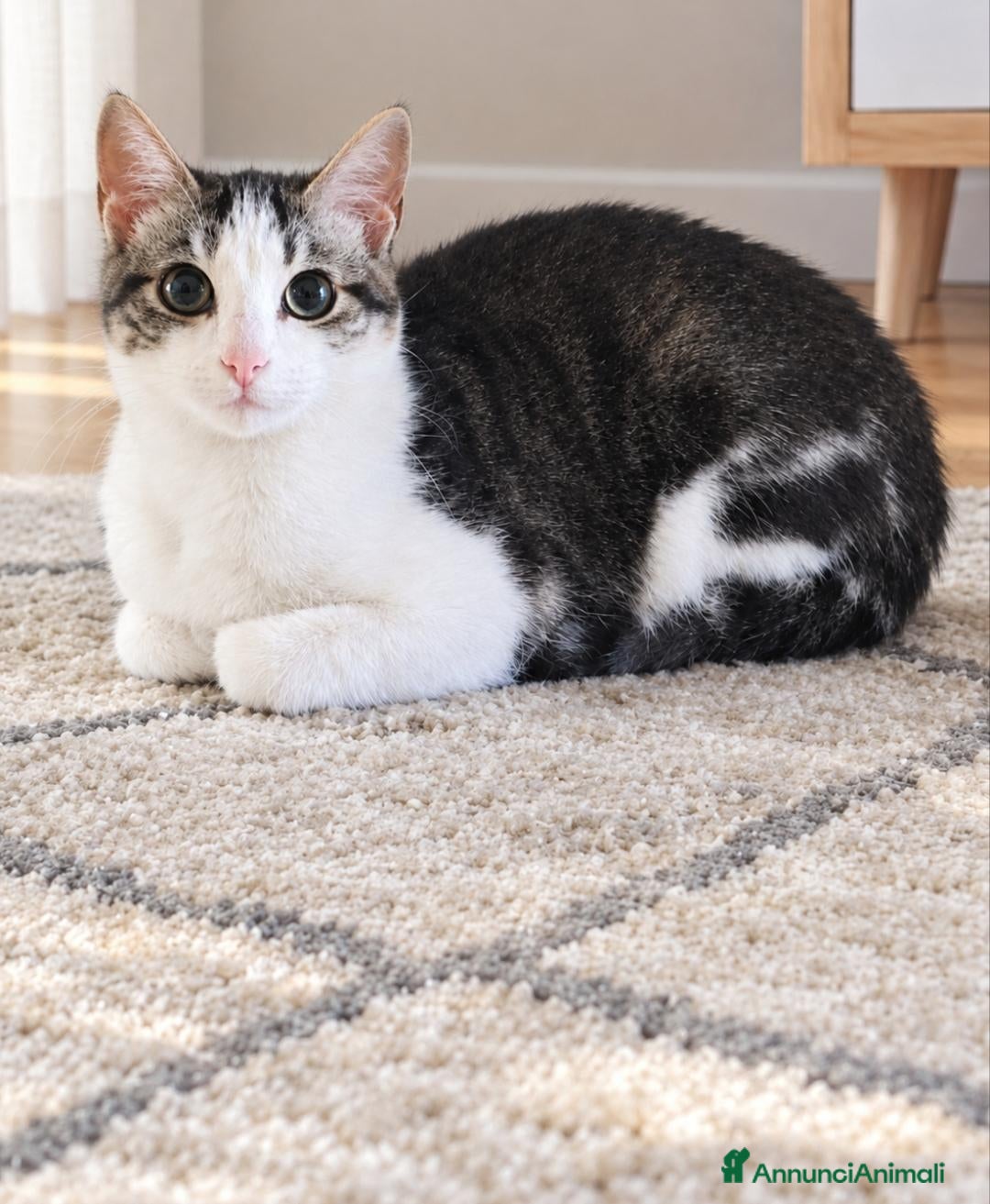 Altre razze gatti Micetto di 4 mesi cerca casa - Annuncio 35