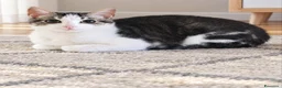 Altre razze gatti in regalo: Micetto di 4 mesi cerca casa - Annuncio 1