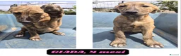 Meticcio cani in regalo: Ultimi 2cuccioli rimasti 4 e 6 mesi.CATANIA SOS  - Annuncio 3