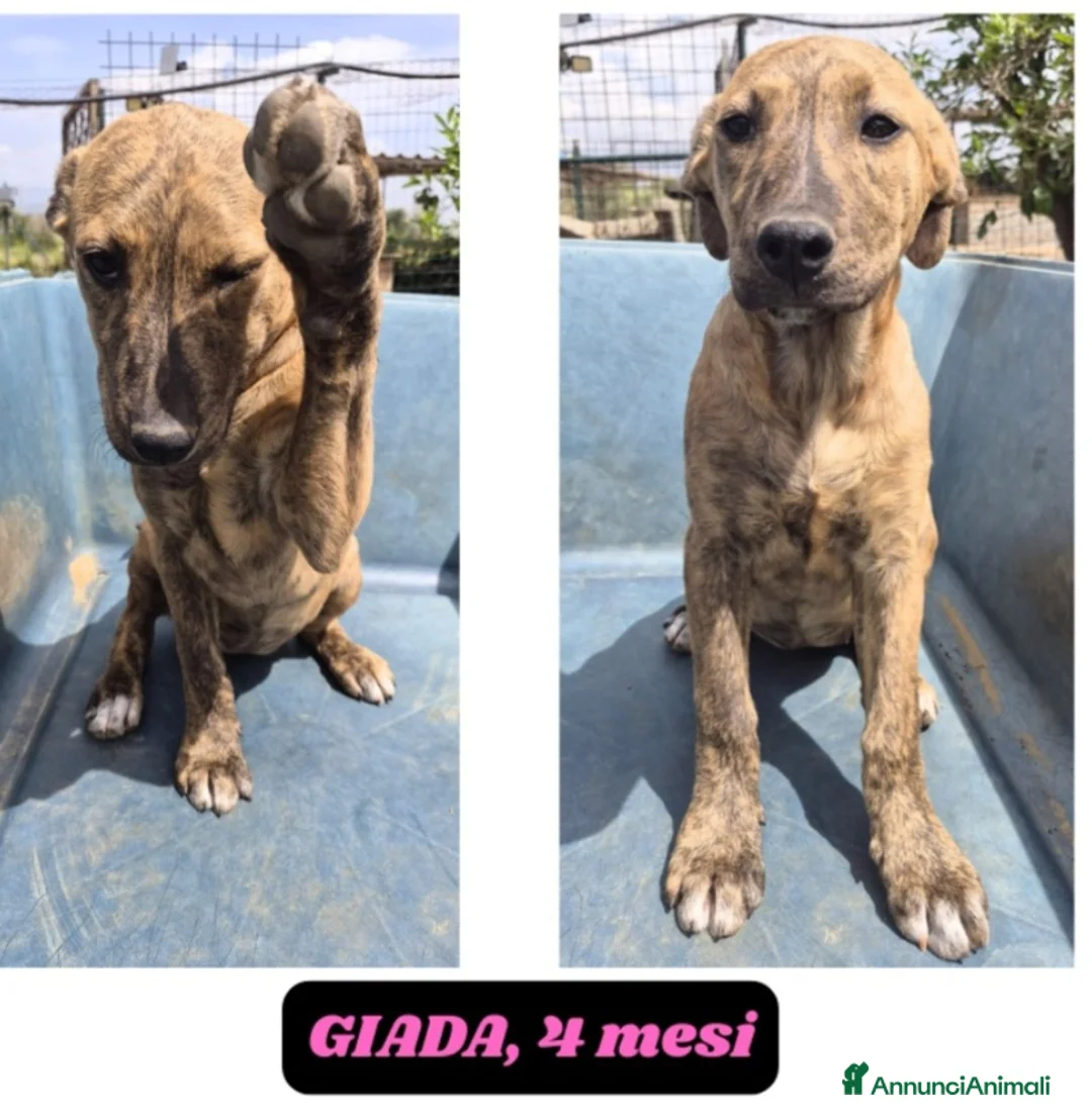Meticcio cani in regalo: Ultimi 2cuccioli rimasti 4 e 6 mesi.CATANIA SOS  - Annuncio 3