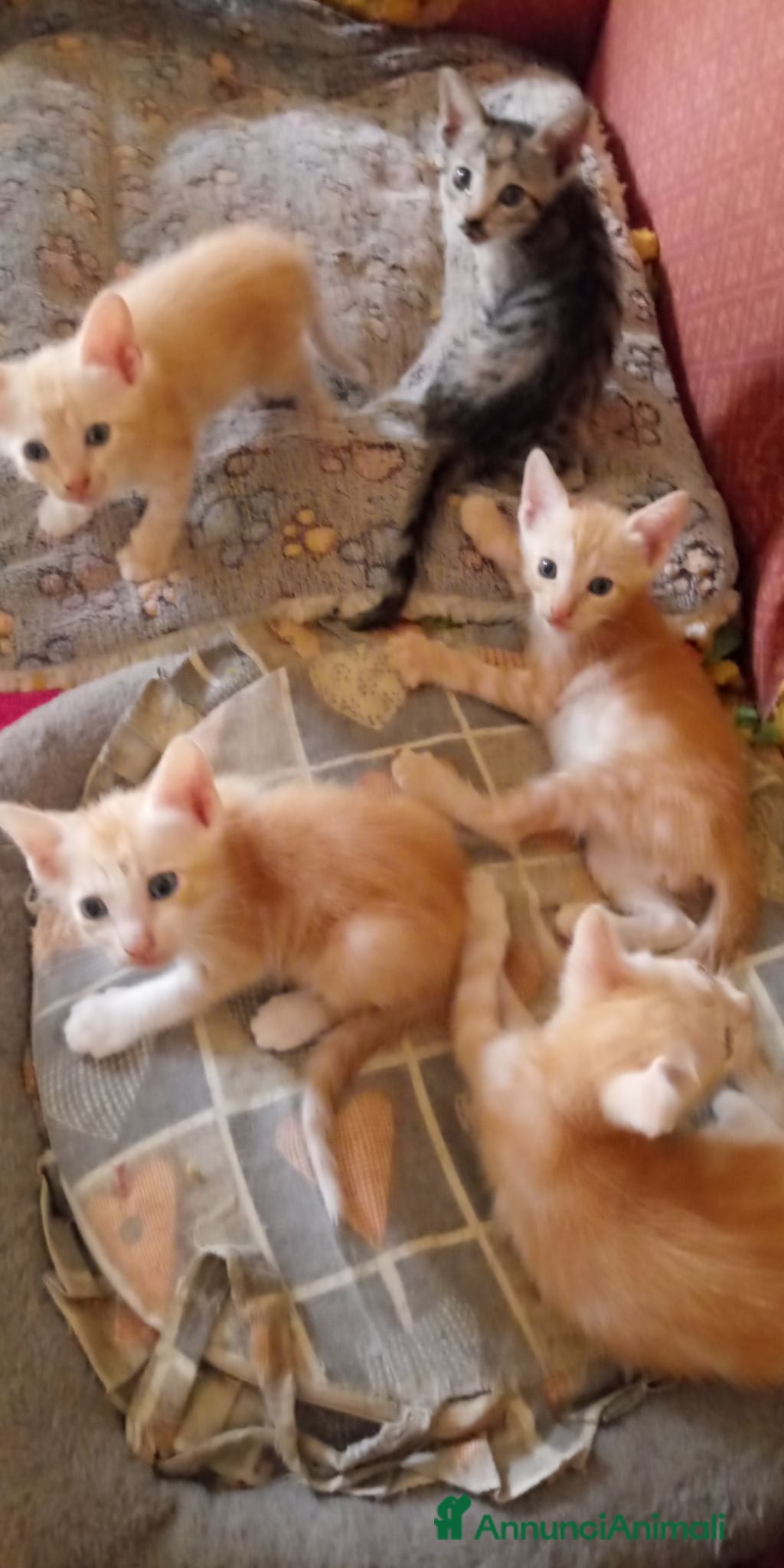 Europeo gatti Gattini nati in casa - Annuncio 28