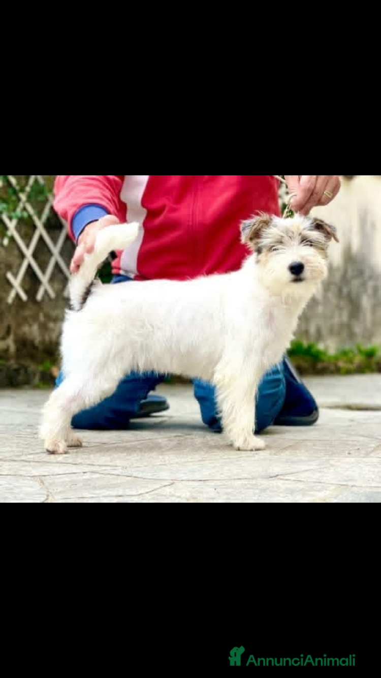 Jack Russell cani Cucciola disponibile  - Annuncio 1