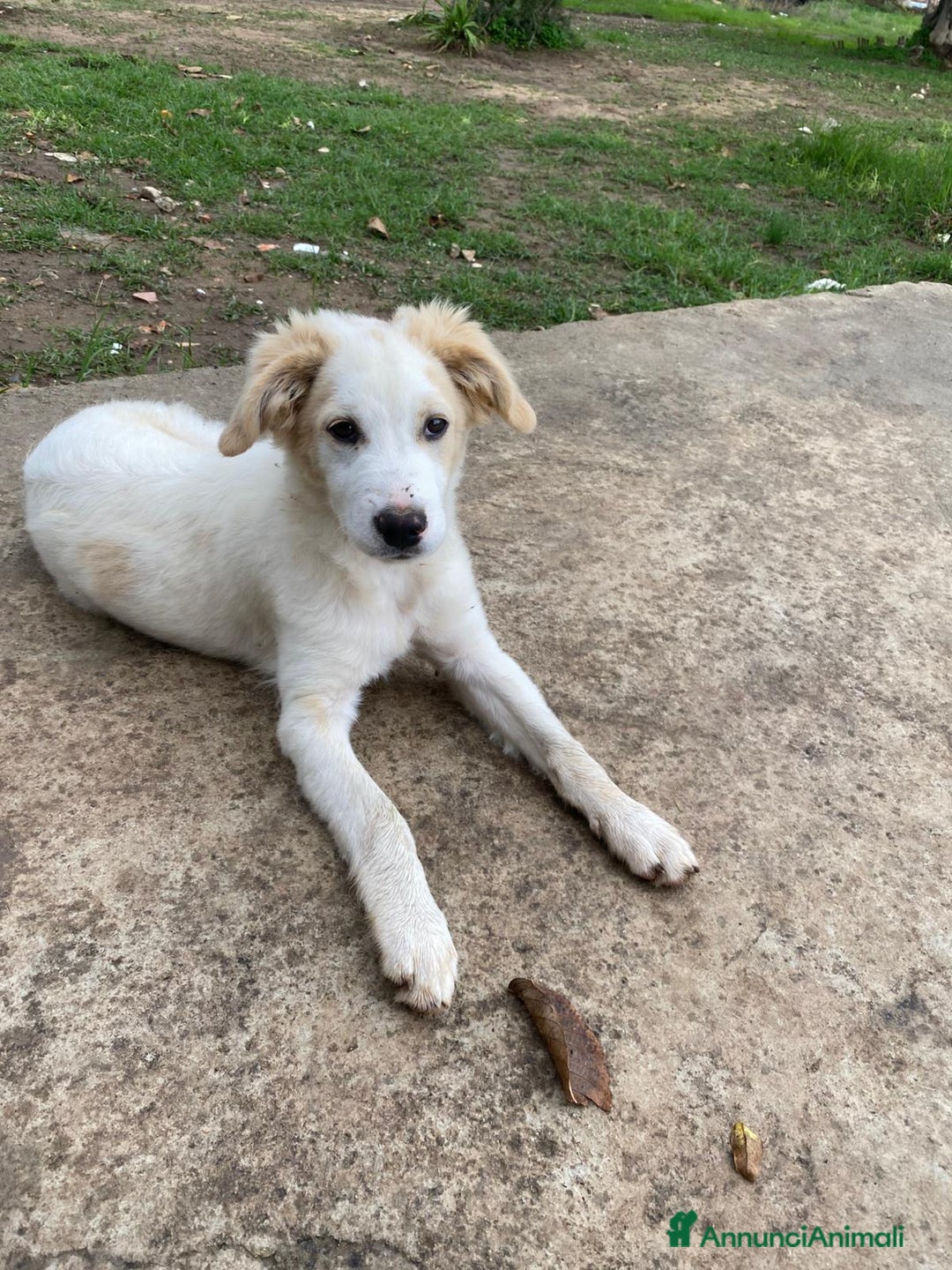 Meticcio cani in regalo: FUFFY  - Annuncio 4