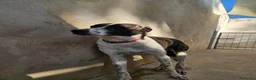 Meticcio cani in regalo: Kinder e Kira: giovani adozione di coppia  - Annuncio 23