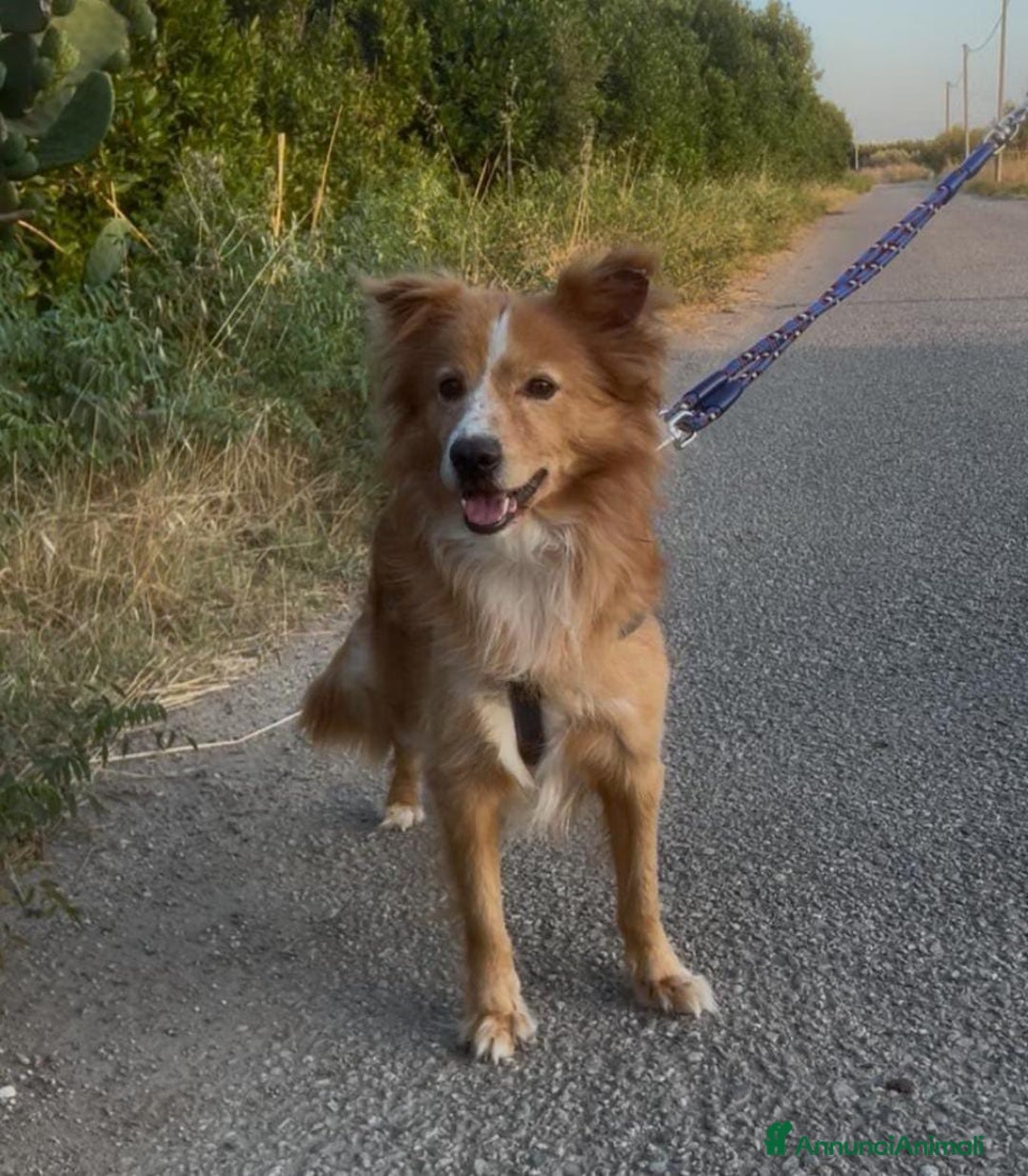 Meticcio cani in regalo: RICKY 💙 - simil volpino aspetta la sua rivincita - Annuncio 5
