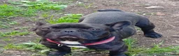 Bulldog Francese cani in vendita: Cuccioli bulldog francese  - Annuncio 4