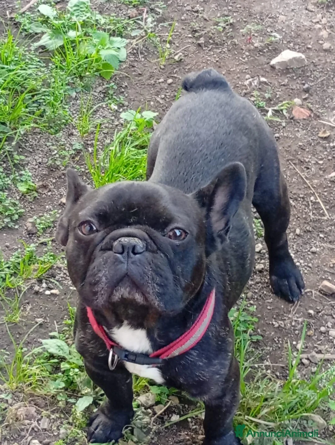 Bulldog Francese cani in vendita: Cuccioli bulldog francese  - Annuncio 4
