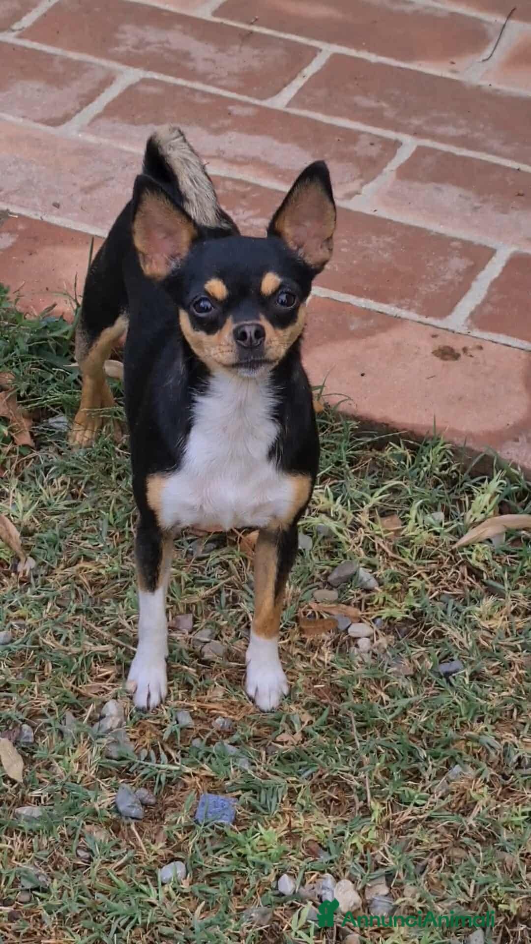 Chihuahua cani in regalo: SUSINA, CHIHUAHUA paurosetta cerca famiglia - Annuncio 3