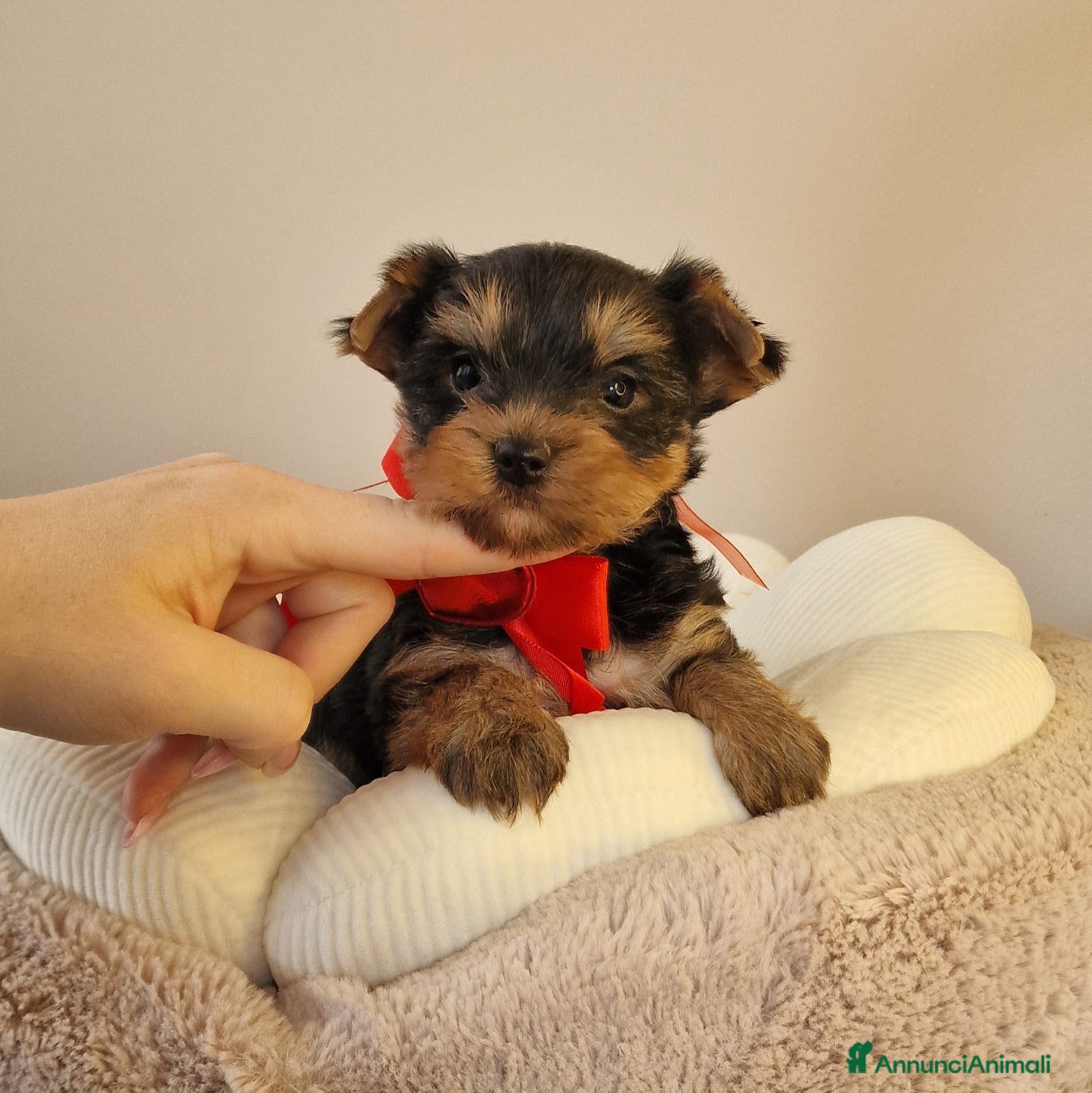 Yorkshire cani Maschietto di Yorkshire Terrier  - Annuncio 2