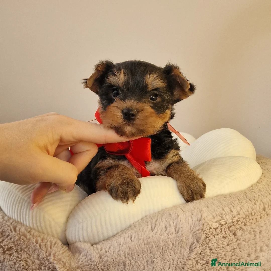 Yorkshire cani in vendita: Maschietto di Yorkshire Terrier  - Annuncio 1
