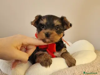 Yorkshire cani Maschietto di Yorkshire Terrier - Annuncio 2