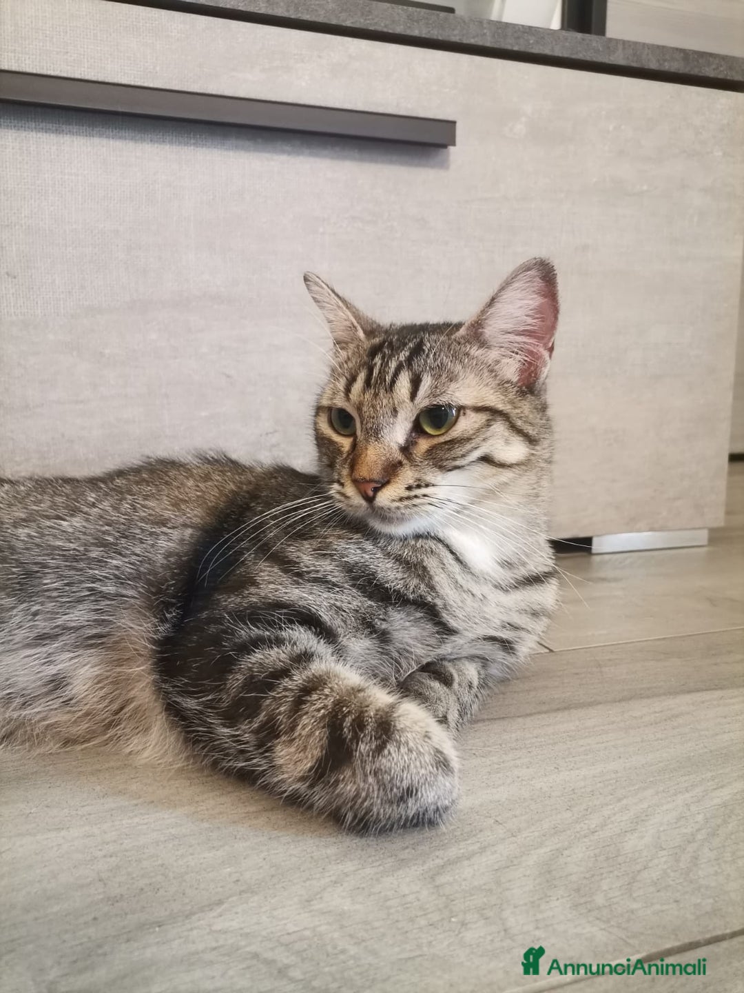 Europeo gatti in regalo: Gatti europei fratelli - Annuncio 15