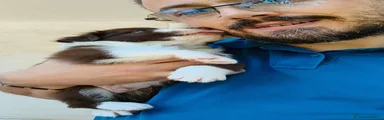 Border Collie 3