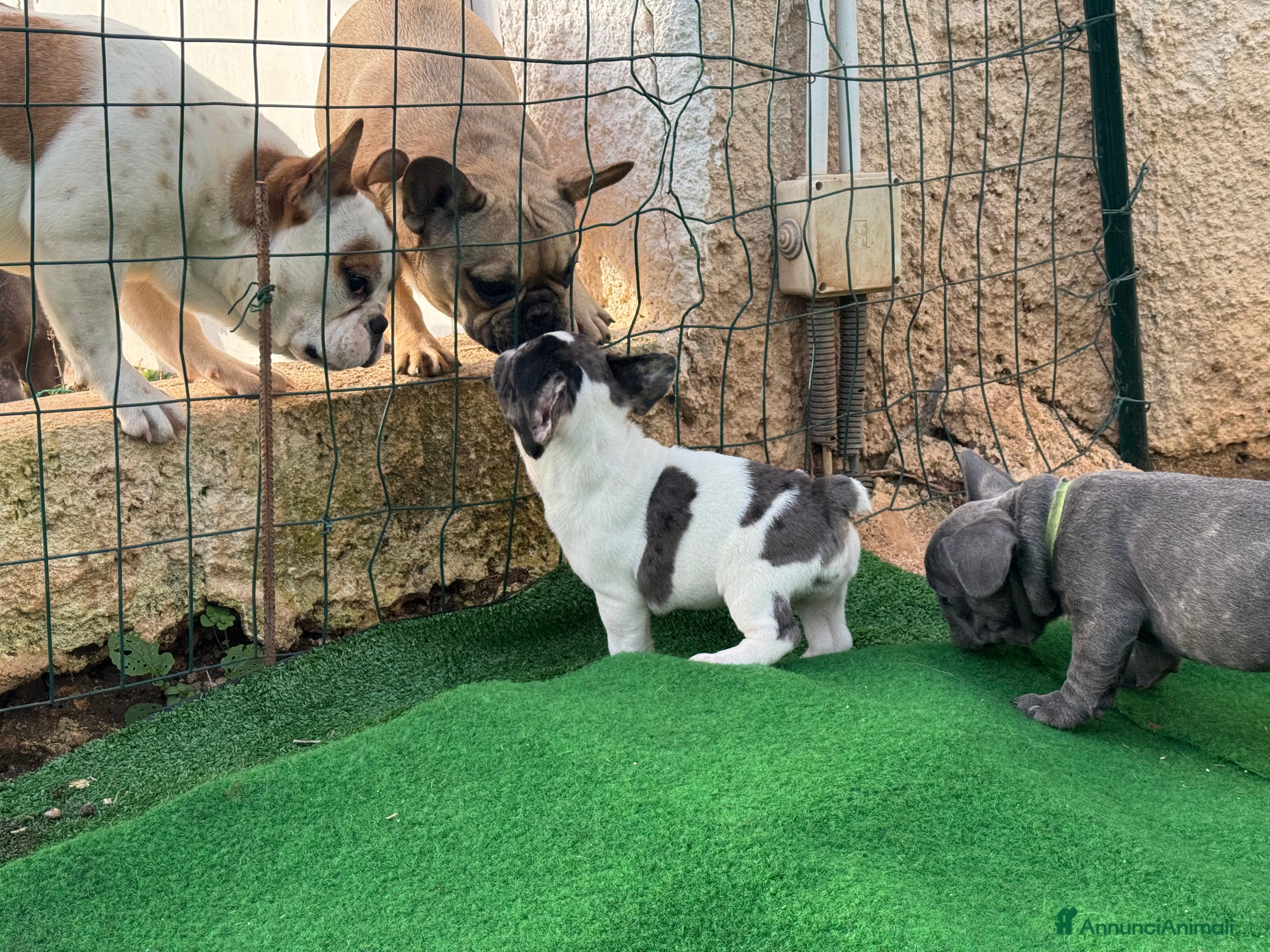 Bulldog Francese cani Bulldog francese maschi esotici - Annuncio 2