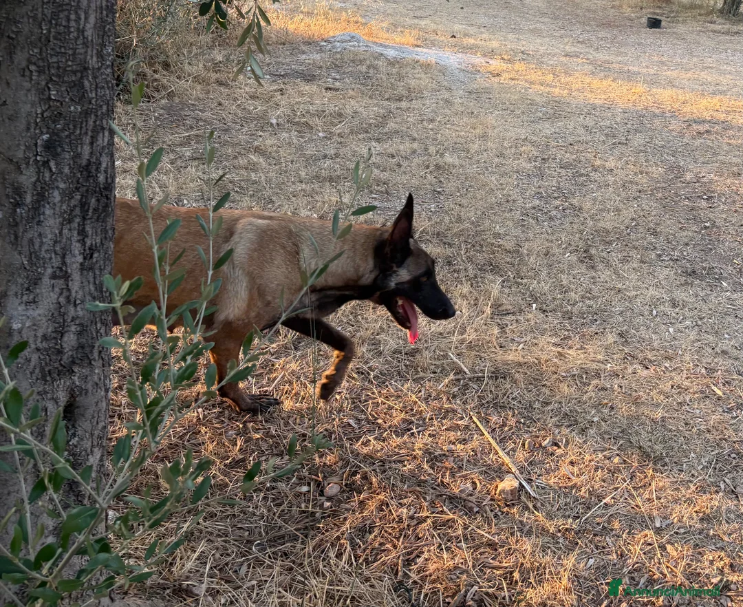 Pastore Belga cani in vendita: Cucciolo Pastore Belga Malinois - Annuncio 14