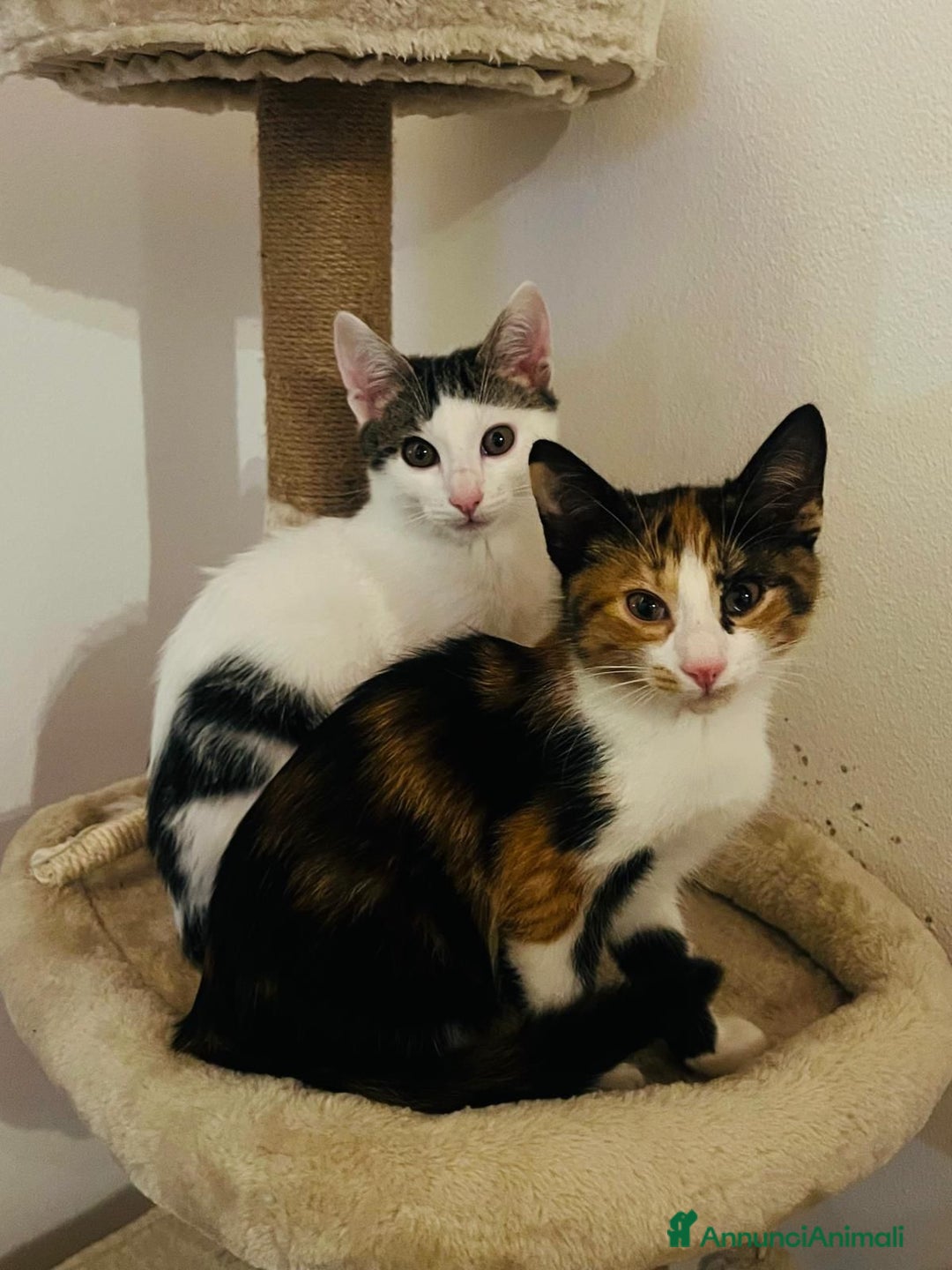 Altre razze gatti in vendita: Due gatti non separabili  - Annuncio 1