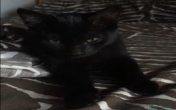 Europeo gatti in regalo: Gattini  - Annuncio 5