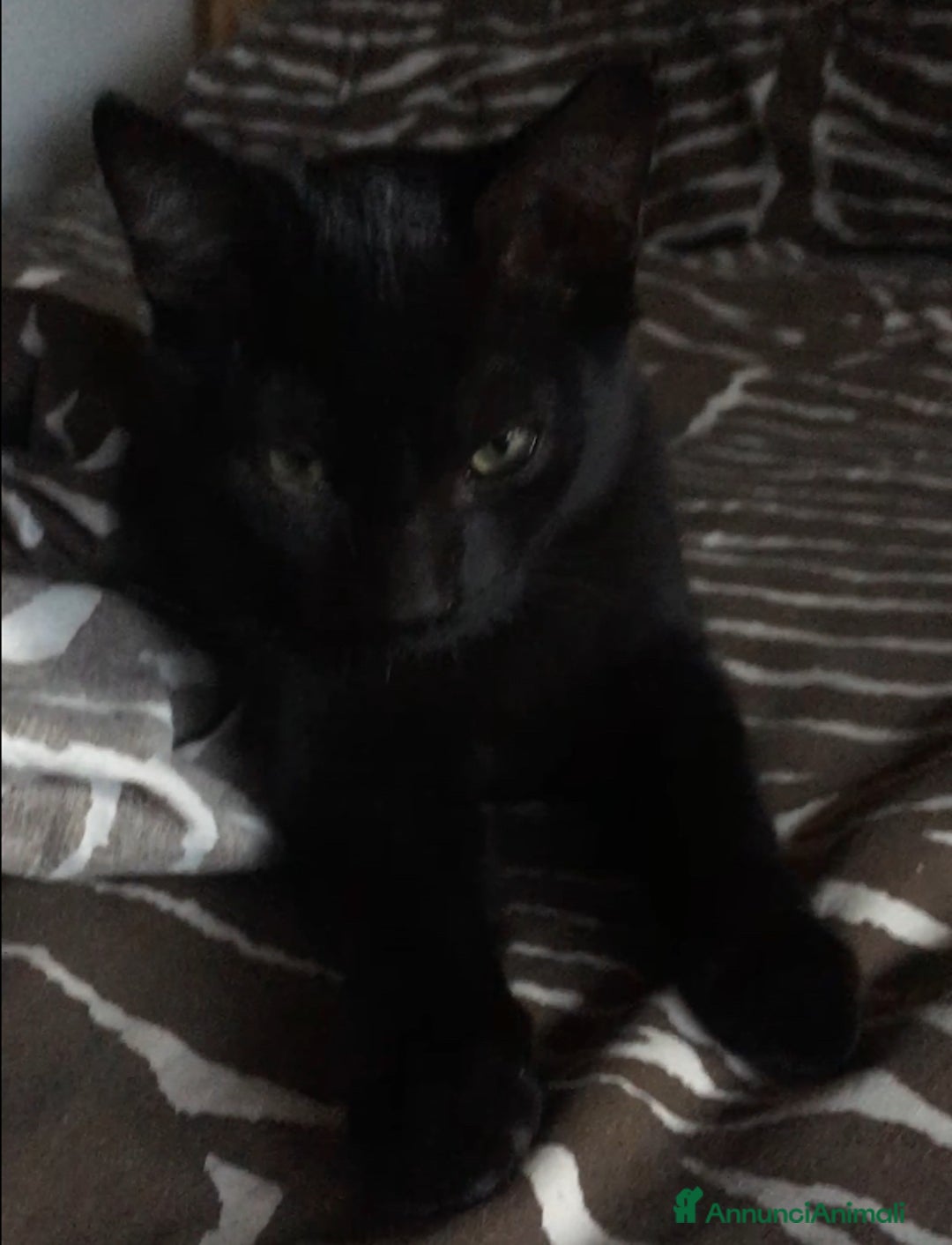 Europeo gatti in regalo: Gattini  - Annuncio 5