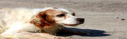 Breton cani in regalo: Bret aspetta una famiglia dal cuore grande!! - Annuncio 3