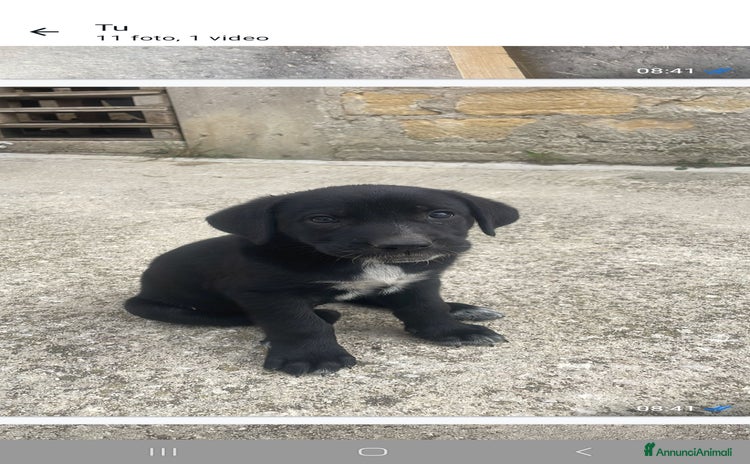 Cane Corso cani a Città metropolitana di Palermo - Annuncio 8