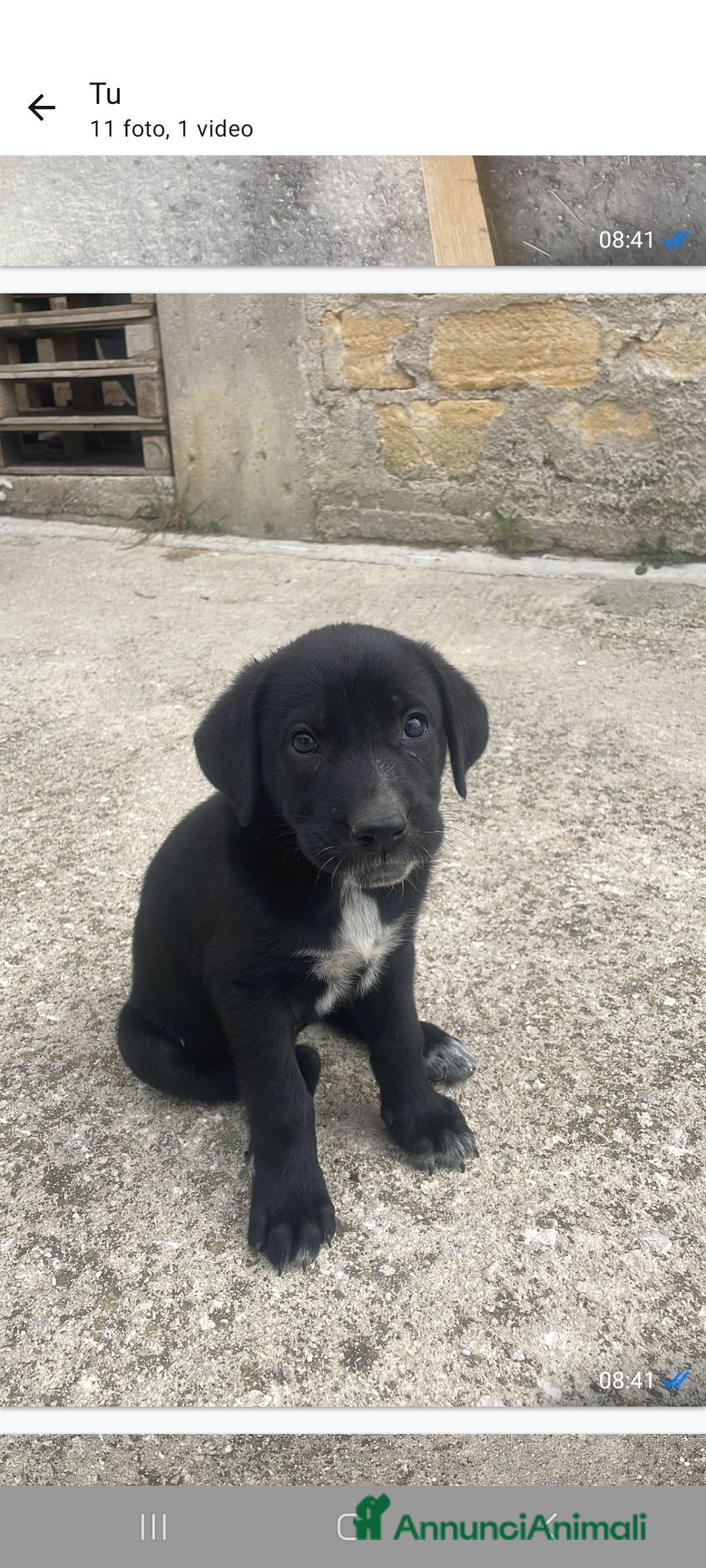 Cane Corso cani in vendita: Il cane è di razza corso a Città metropolitana di Palermo - Immagine 1