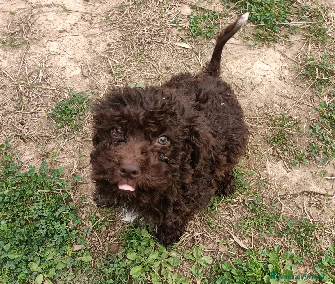 Lagotto cani in vendita: Cucciolo di Lagotto Romagnolo con Pedigree Roi  - Annuncio 2