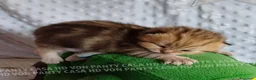 Scottish gatti in vendita: Cuccioli Scottish Fold e Straight a Provincia di Reggio Emilia - Annuncio 13