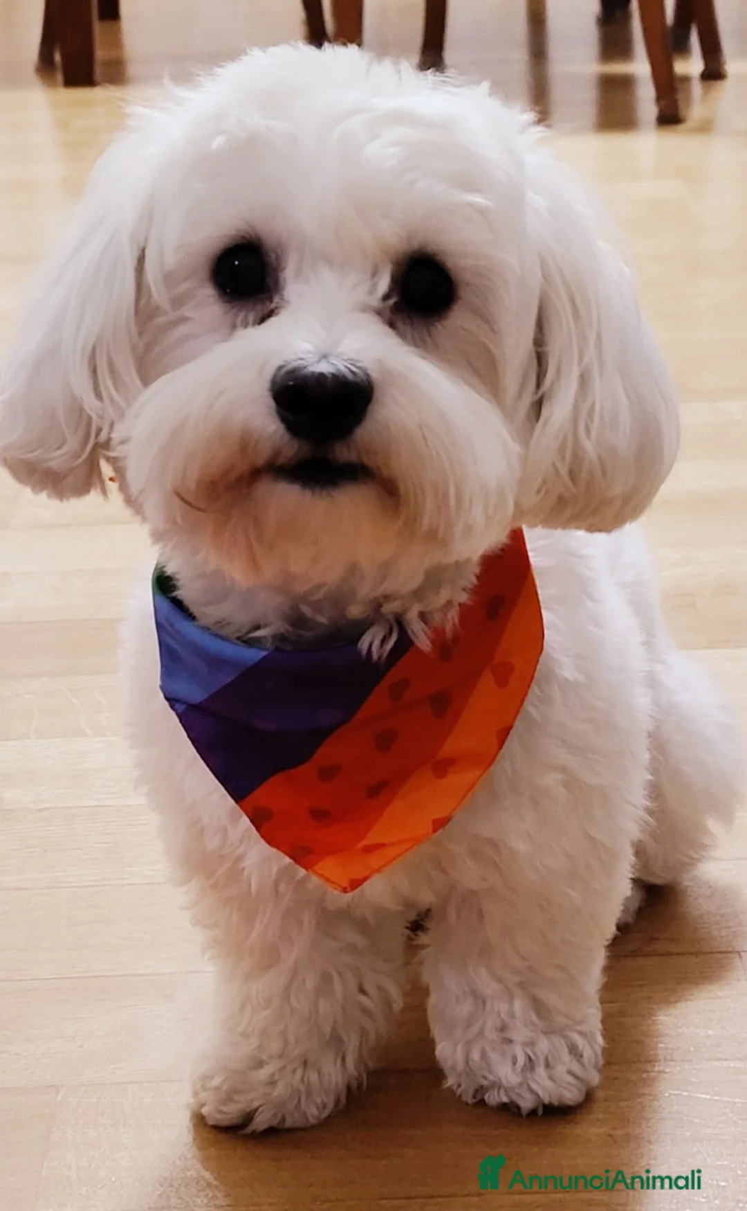 Maltese cani per accoppiamento: Accoppiamento a Città Metropolitana di Napoli - Annuncio 2