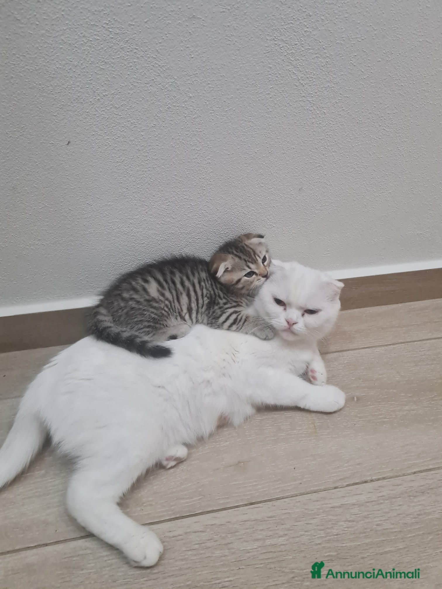 British gatti Brithis scottish fold  - Annuncio 8