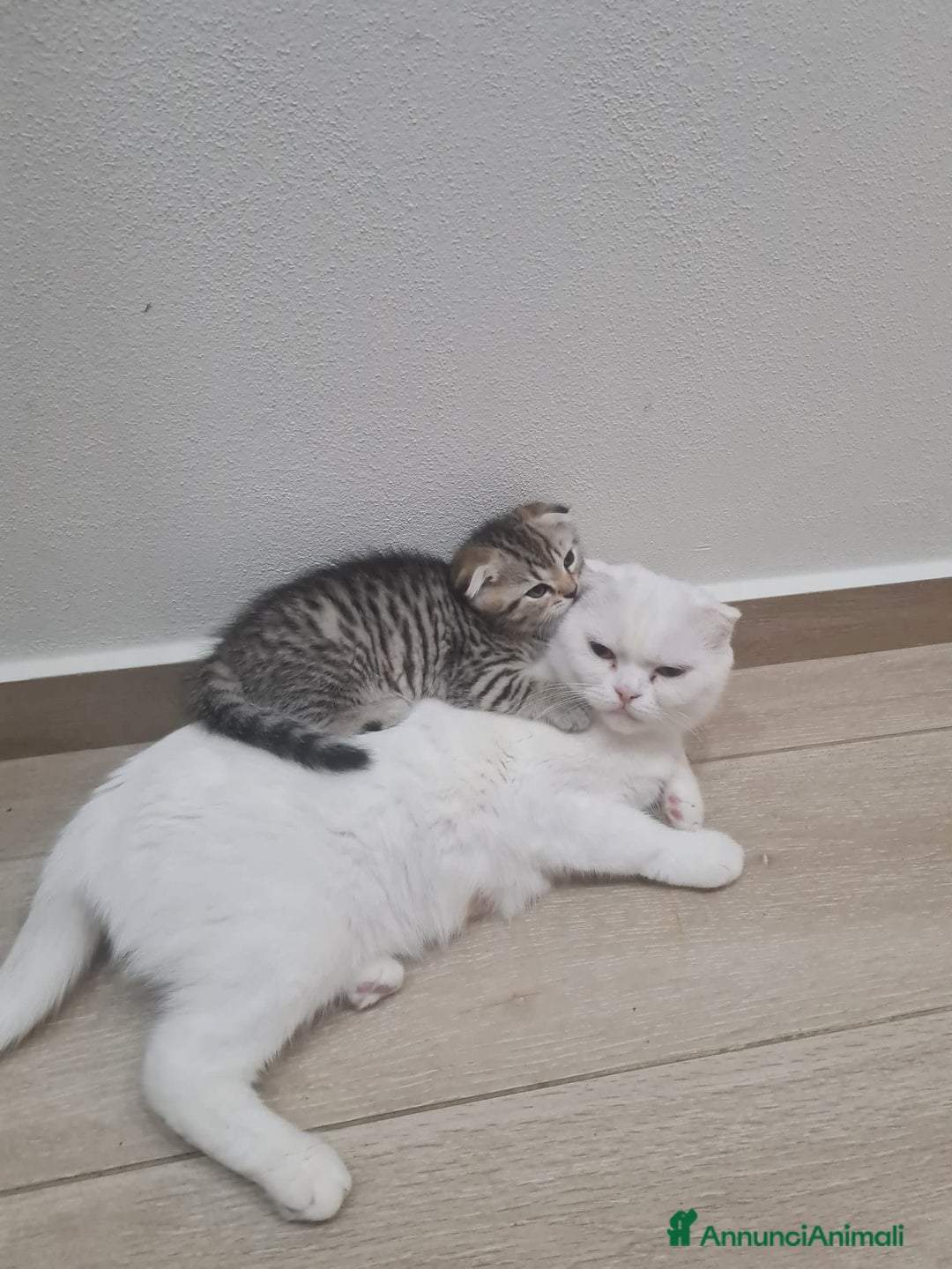 British gatti in vendita: Brithis scottish fold  - Annuncio 1