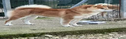 Shiba Inu cani in vendita: SHIBA INU Altissima genealogia cuccioli - Annuncio 4