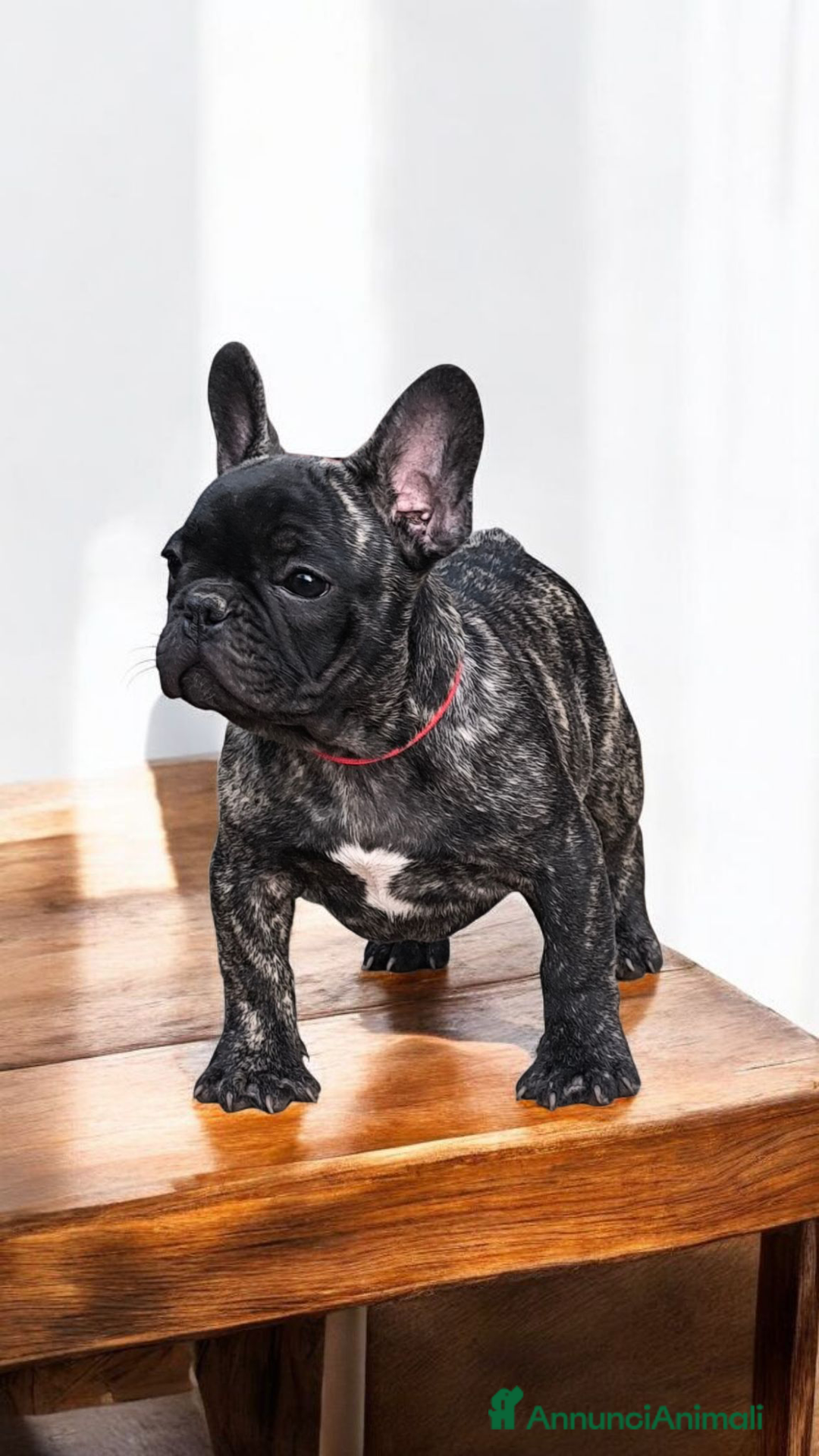 Bulldog Francese cani in vendita: Bulldog francese cuccioli enci a Provincia di Salerno - Annuncio 38